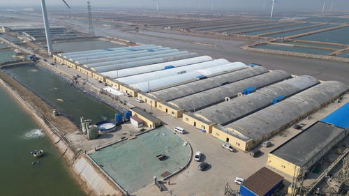 科技赋能，绿色转型 东营市河口区以工厂化养殖与矿山技术走出乡村振兴新步伐